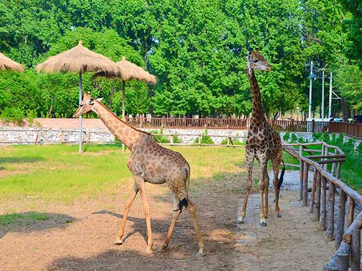 動物園商標(biāo)注冊哪一類？