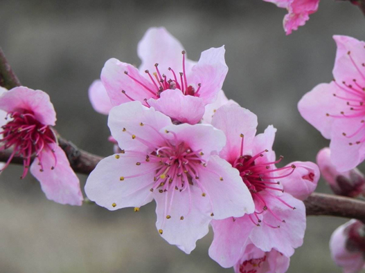 桃花商標(biāo)注冊哪一類？