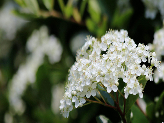 繡線菊商標(biāo)注冊(cè)屬于哪一類？