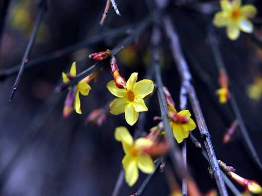 迎春花商標(biāo)注冊(cè)哪一類(lèi)？