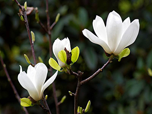 玉蘭花商標(biāo)注冊哪一類？