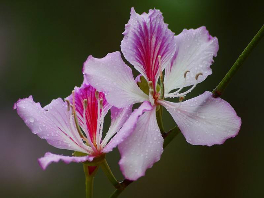 紫荊花商標(biāo)注冊哪一類？